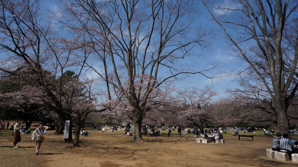 芝生広場の桜in光が丘公園